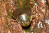 Ilyocoris cimicoides